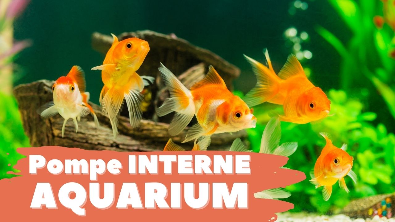 Eheim Aquaball 60 - filtre interne pour aquarium de 30 à 60l 