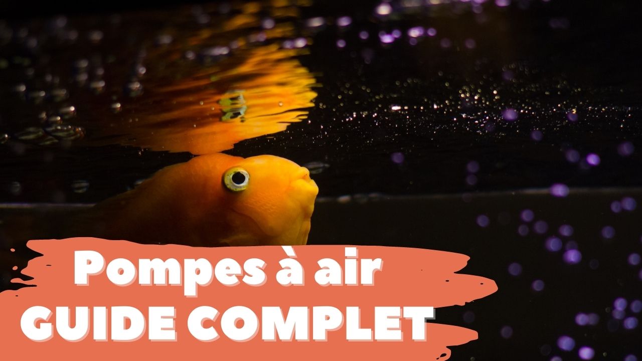 Guide pompe à air ou bulleur d’aquarium
